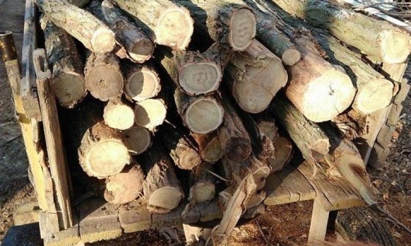 Намериха нелегални дърва за огрев в къщи в Калековец и Скутаре