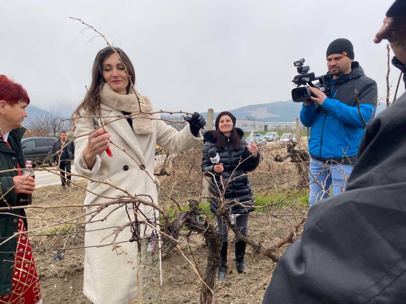 В Куклен зарязаха лозите, наградиха и най-добрите домашни вина