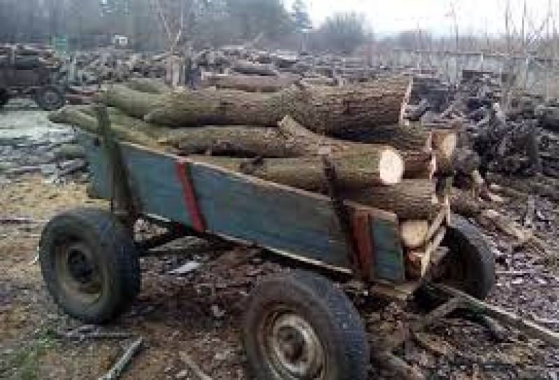 Спипаха четирима мъже да секат незаконно дърва край Калояново