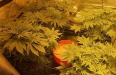oranzheriia-marihuana-razkriha-728.jpg