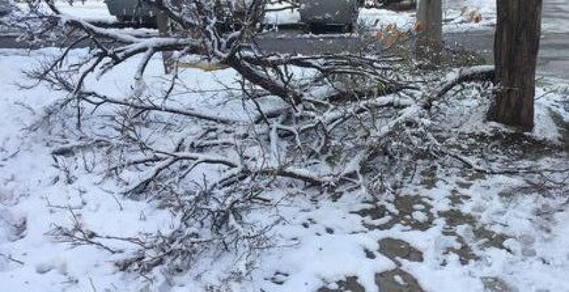 12 сигнала за паднали дървета и клони в Пловдив заради снега