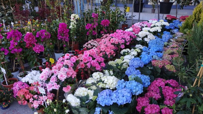 „Цветна пролет“ -  задава се най-колоритното и свежо изложение в Пловдив