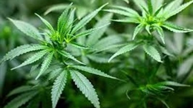 Младеж от Пловдив се озова в ареста, гледал си канабис в избата