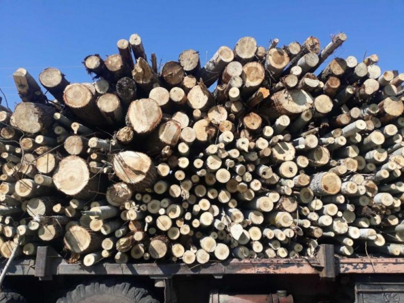 Превоз на незаконни дърва засечен в Калояновско, има задържан