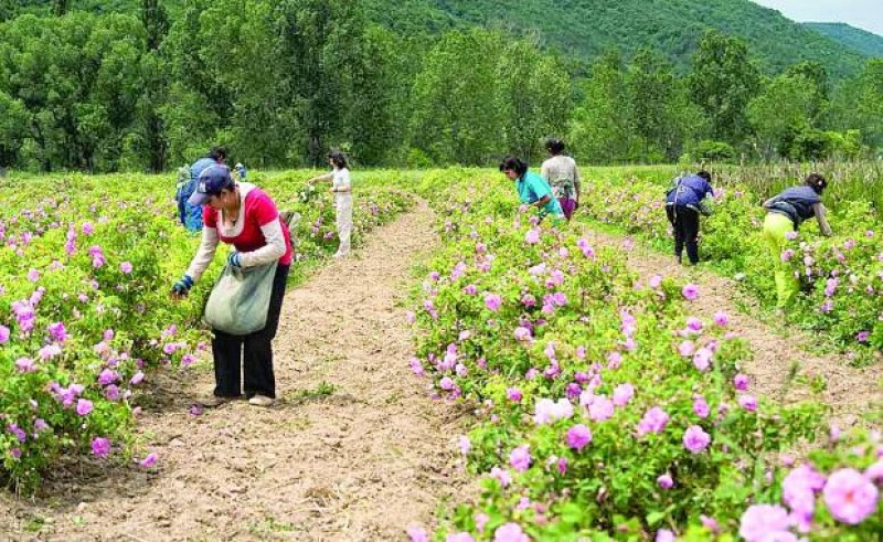 Работа в Карлово и Сопот - търсят берачи на рози и други работници