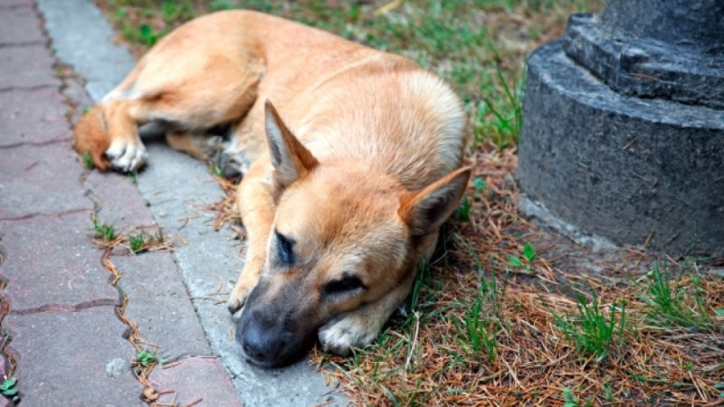 Акция за кастрация на бездомни кучета в Хисаря, приемат се сигнали от граждани
