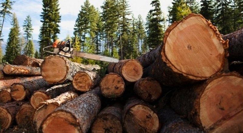 Старт на добива на дървесина за лична употреба край Раковски