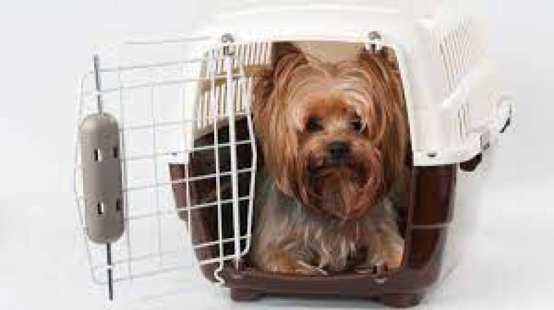 Планират по-строг контрол при транспорт на домашни любимци