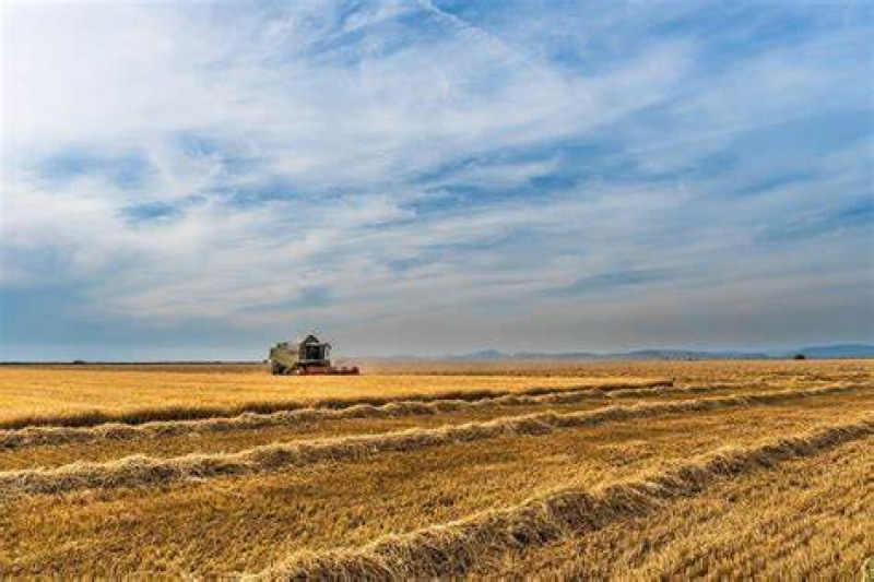 Тонове  пшеница - блокирани в Украйна, ООН предупреждава за зърнена криза