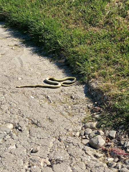 Змии изпълзяха в селата от Родопската яка