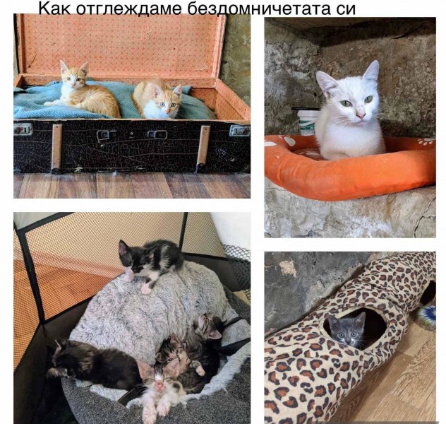 Доброволци строят първия приют за котки у нас, търсят помощ и подкрепа