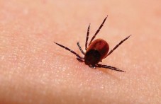 bum-uhapvaniia-karlezhi-registrirat-u-452.jpg