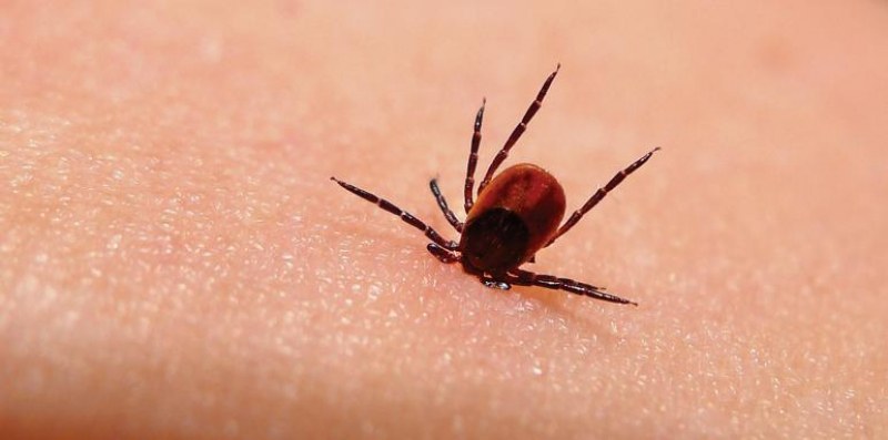 Бум на ухапвания от кърлежи регистрират у нас