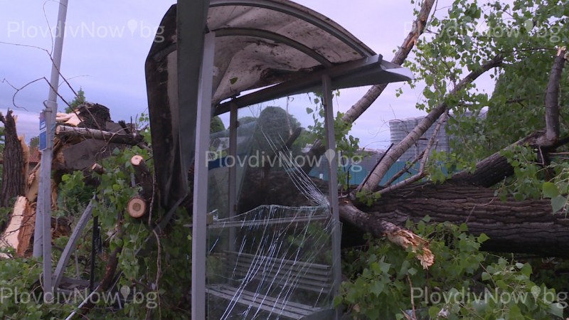 Бурята, връхлетяла Пловдив, събори голямо дърво в Кючука