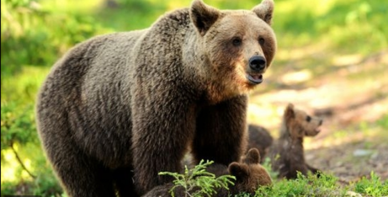 Набезите на мечки в Родопите зачестяват