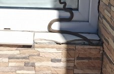 Неканена гостенка: Змия опита да пропълзи в къща в Скутаре