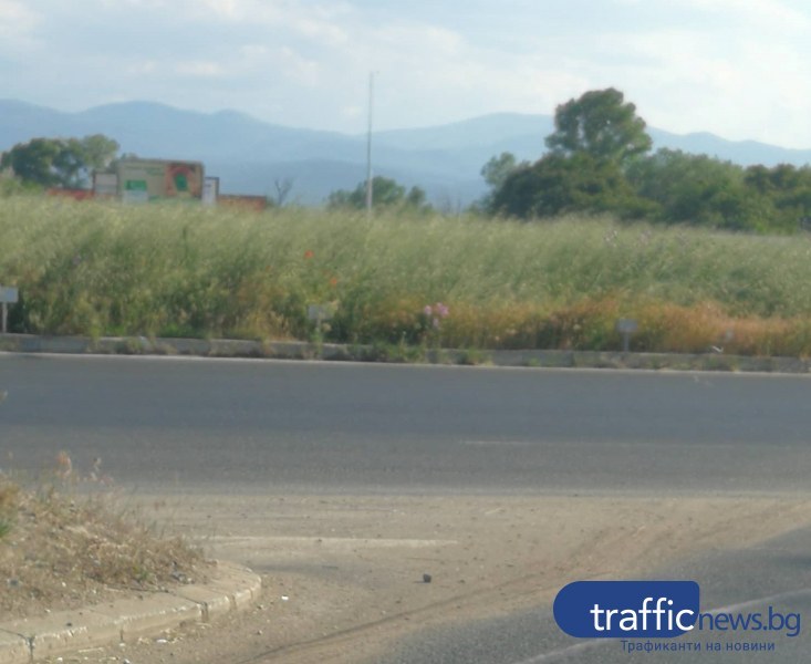 Опасно! Буйни треви ограничават видимостта на пътя Пловдив - Стамболийски