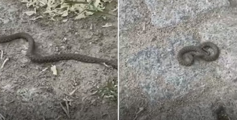 Змии са плъзнали в района на Бунарджика