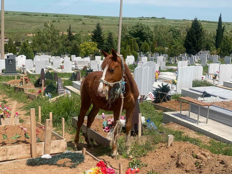 Коне продължават да тъпчат гробовете на покойници в Асеновград