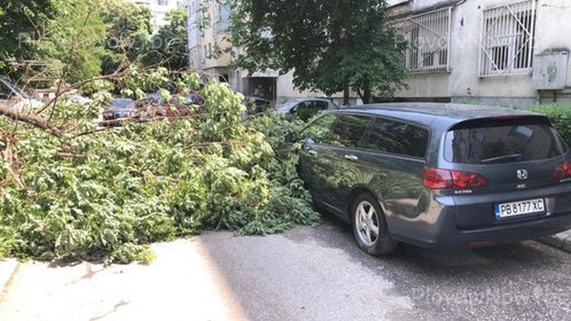 Дърво се стовари върху три коли в Кючука