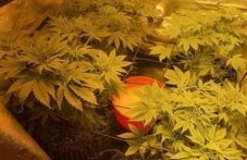 sadiat-mazh-gledal-marihuana-514.jpg