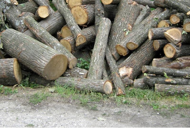 Приемат заявления за дърва за огрев в Сопот