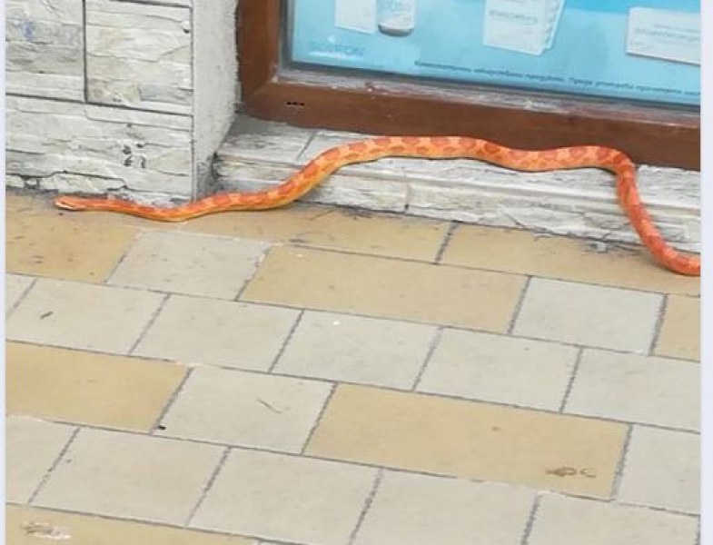 Змия стресна жители в Кършияка, изпълзя на тротоар