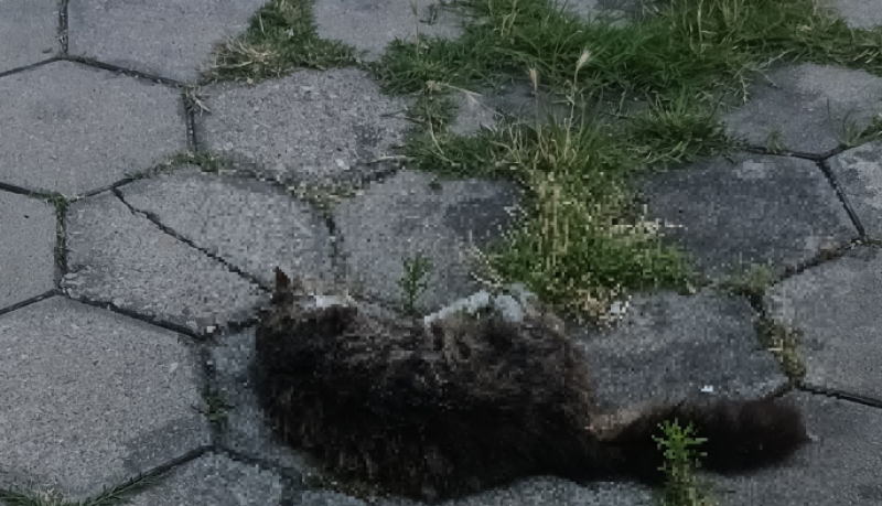 Трупове на котки се търкалят в пловдивски парк