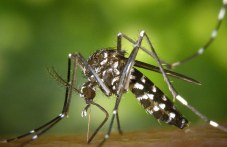 praskat-sreshtu-komari-kaloianovo-251.jpg