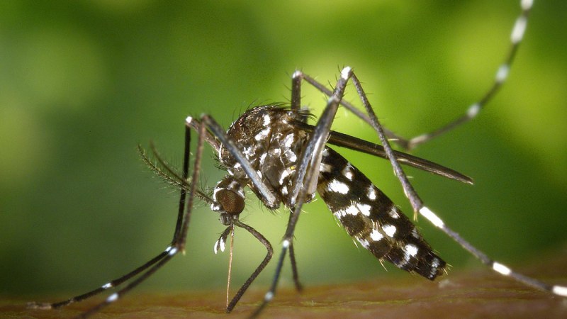 Пръскат срещу комари в Калояново