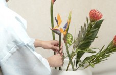 izlozhba-ikebana-i-kino-afisha-plovdiv-616.jpg