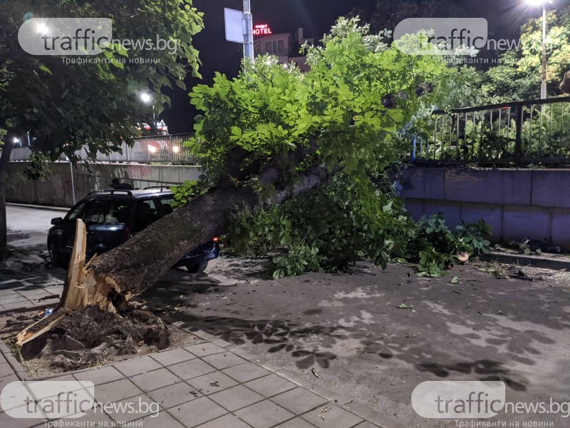 Голямо дърво се стовари до моста на Герджика