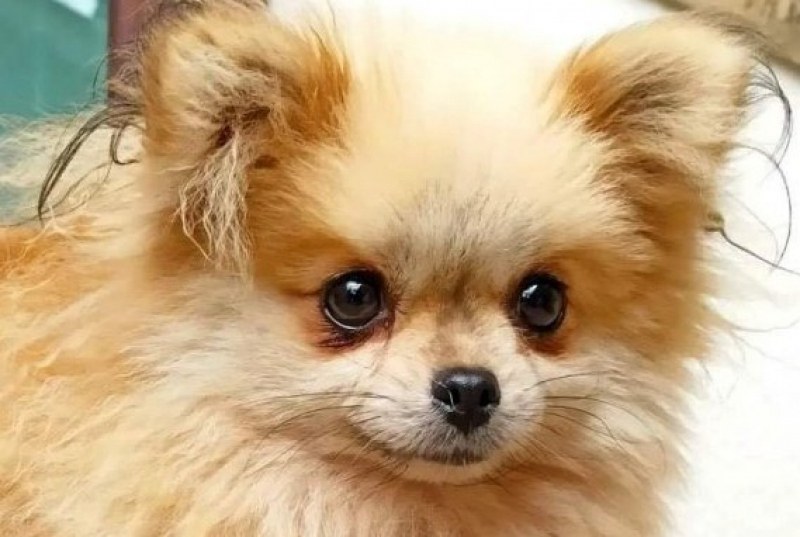 Кученце е откраднато край Стамболийски, собствениците молят за съдействие