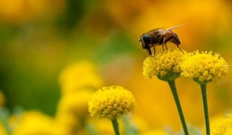 Сънища с насекоми - как да ги тълкуваме
