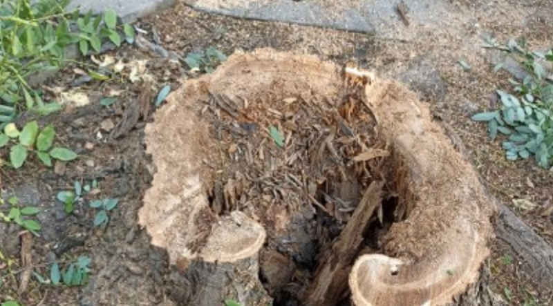 Район “Южен“: Премахнатите дървета по ул. „Даме Груев“ са стари, изсъхнали, изкорубени