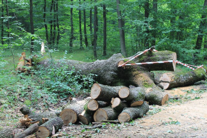 Временно забраниха сечта в Карловско