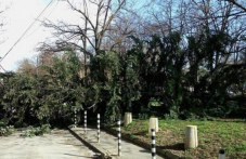 blizo-50-000-kubika-darvesina-e-501.jpg