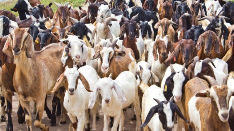 Селскостопански животни дефилират на събор край Калофер
