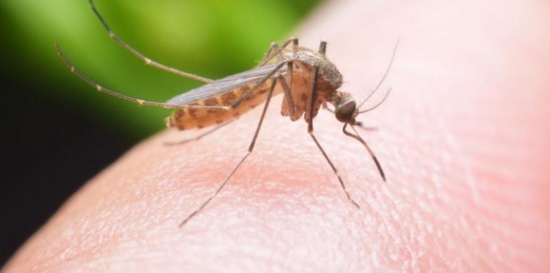 Опасност от Западнонилска треска у нас посочиха на конгрес в Пловдив