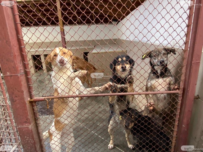 Приютът за кучета в Пловдив кани на ден на отворените врати