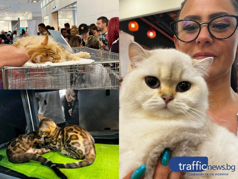Над 150 котки от редки породи бяха представени в Plovdiv Plaza Mall