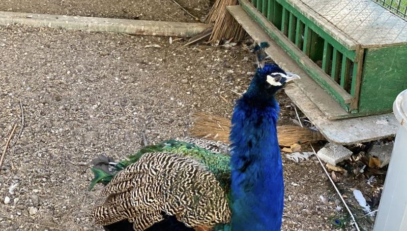 Пауните от зоокъта в Стамболийски скоро ще имат нов дом