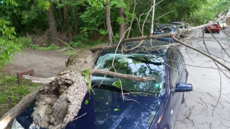Пловдивчанка успя да осъди Общината заради паднали клони върху автомобила ѝ