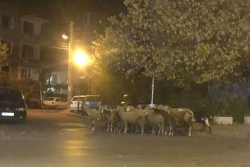 Стадо овце се поразходи из Асеновград