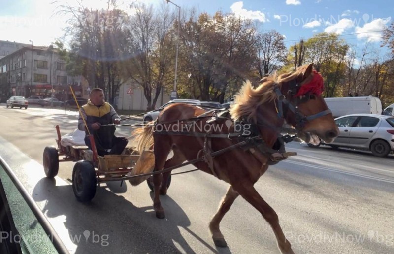 Кон и каруца припкаха спокойно по централен булевард в Асеновград