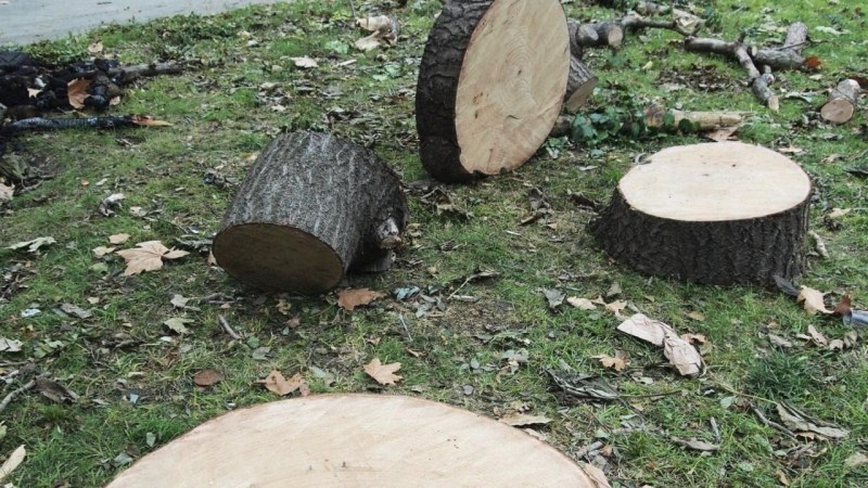 Глобяват бизнесмен, отрязал без разрешение здрави дървета в Пловдив
