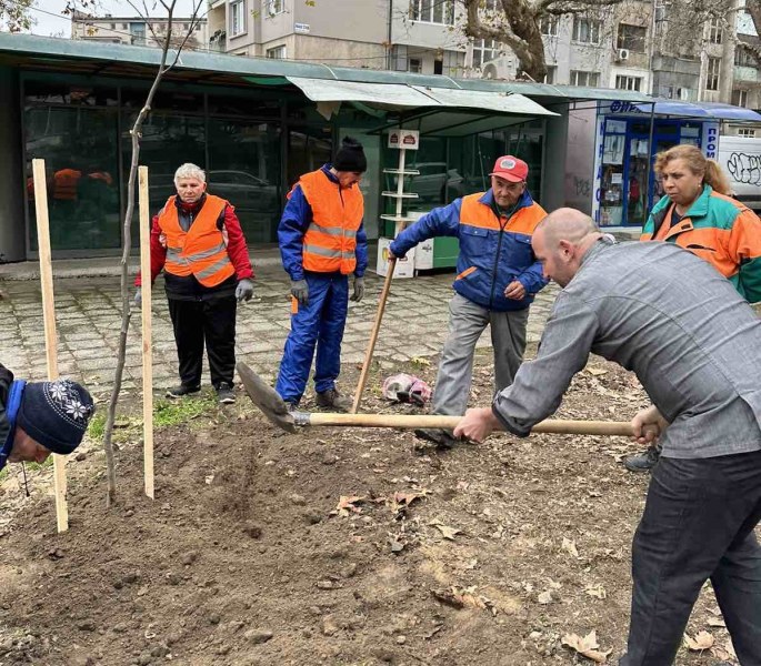 ОП „Градини и паркове“ сади липи и чинари заедно с нови партньори
