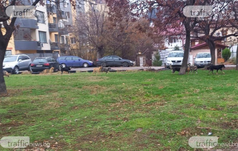 Бездомни кучета притесняват живеещи в Кючука