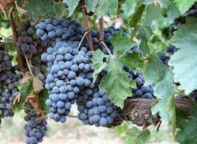 Производители на винено грозде в Пловдивско длъжни да подават декларации за реколта 2022