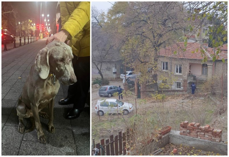 Зоополиция и БАБХ се заеха със стопанина на кучето Джеси в Пловдив